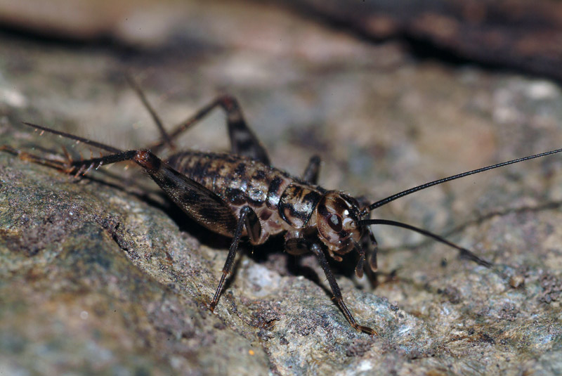 Gryllomorpha dalmatina